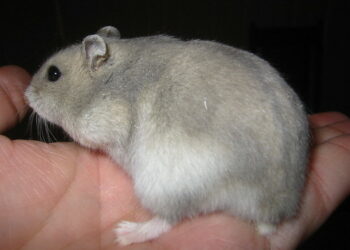 Comment Appelle-t-on les bébé hamster ?