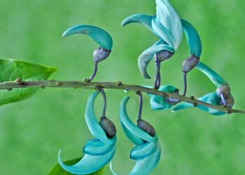 Comment Appelle-t-on les lianes ?