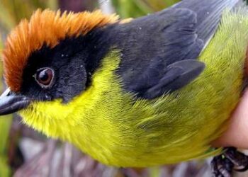 Comment Appelle-t-on les plumes des oiseaux ?