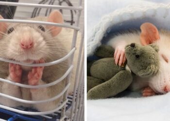 Comment Appelle-t-on un gros rat ?