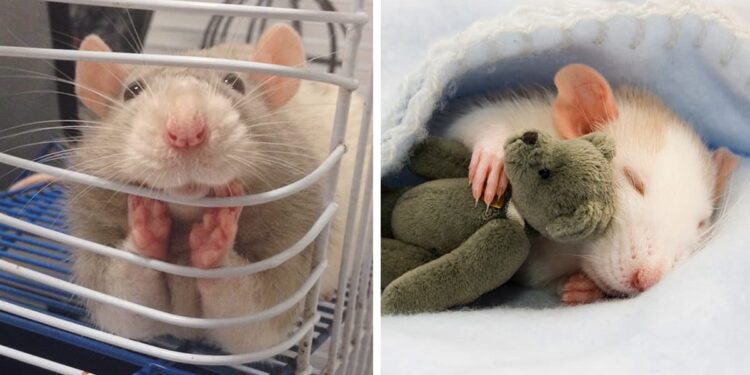 Comment Appelle-t-on un gros rat ?