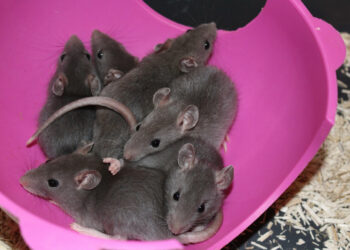 Comment Appelle-t-on un gros rat ?