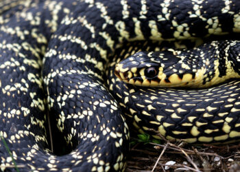 Comment Appelle-t-on un serpent qui perd sa peau ?