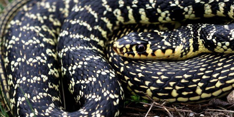 Comment Appelle-t-on un serpent qui perd sa peau ?