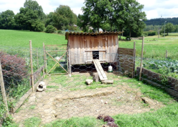 Comment Assecher le sol d'un poulailler ?