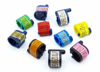 Comment Baguer un pigeon adulte ?