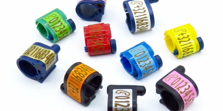 Comment Baguer un pigeon adulte ?