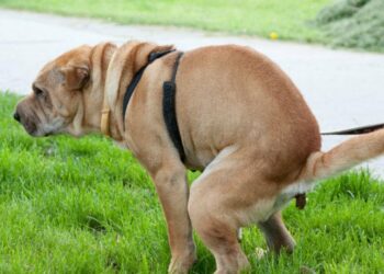 Comment Deconstipe un chien ?