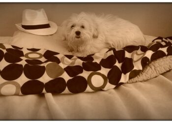 Comment Deconstipe un chien ?