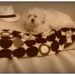 Comment Deconstipe un chien ?