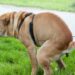 Comment Deconstipe un chien ?