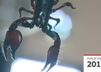 Comment Deparasiter un poisson ?