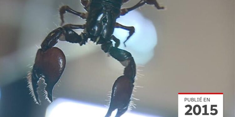 Comment Deparasiter un poisson ?