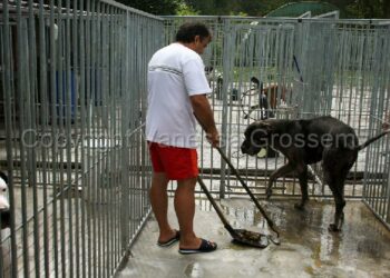 Comment Desodoriser un chenil ?