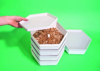 Comment Elever des vers de farine comestible ?