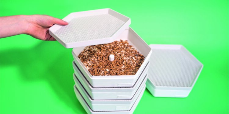 Comment Elever des vers de farine comestible ?