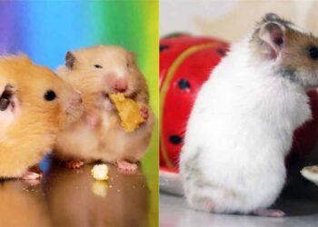 Comment Elever un bébé hamster ?