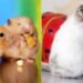 Comment Elever un bébé hamster ?