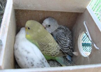 Comment Elever un bébé perruche à la main ?