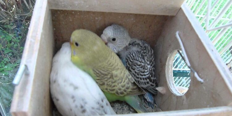 Comment Elever un bébé perruche à la main ?