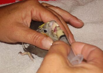 Comment Elever un bébé perruche à la main ?