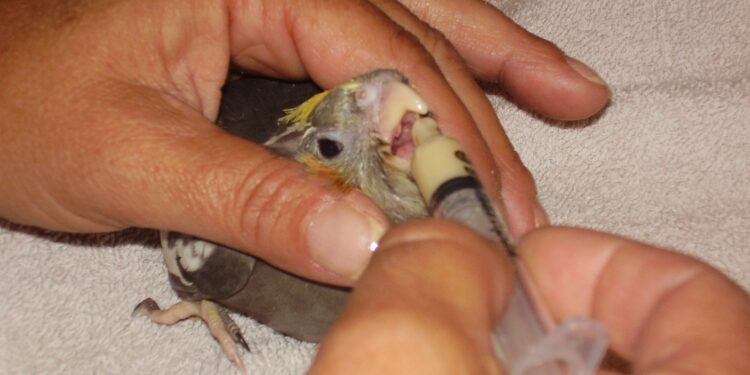 Comment Elever un bébé perruche à la main ?