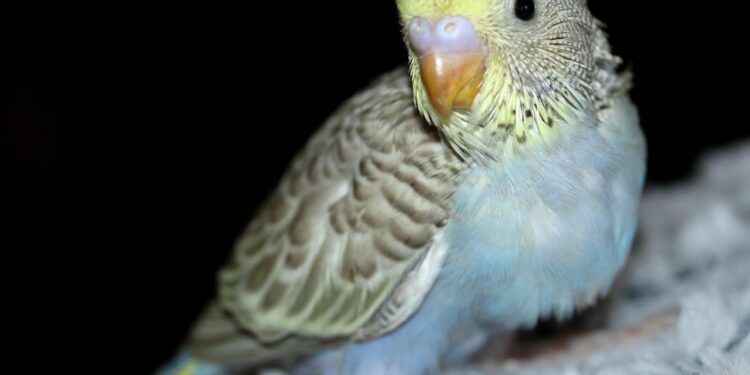 Comment Elever un bébé perruche à la main ?