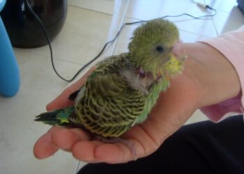 Comment Elever un bébé perruche à la main ?