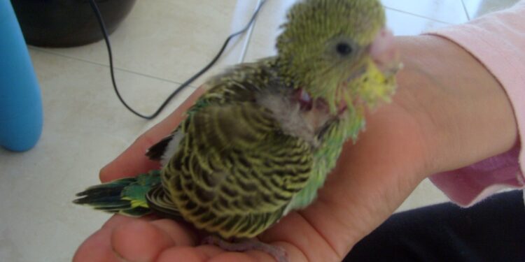 Comment Elever un bébé perruche à la main ?