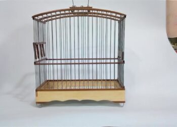 Comment Elever un chardonneret en cage ?