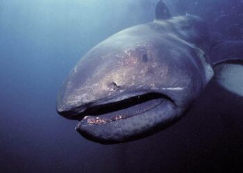 Comment Paie-t-on à Dubaï ?