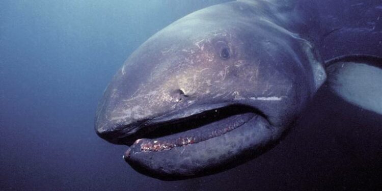 Comment Paie-t-on à Dubaï ?