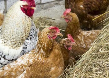 Comment Pailler un poulailler ?