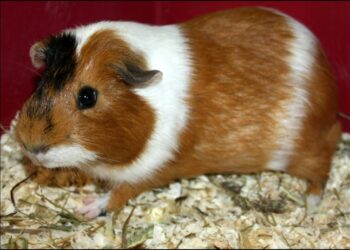 Comment a été créé le cochon d'Inde ?