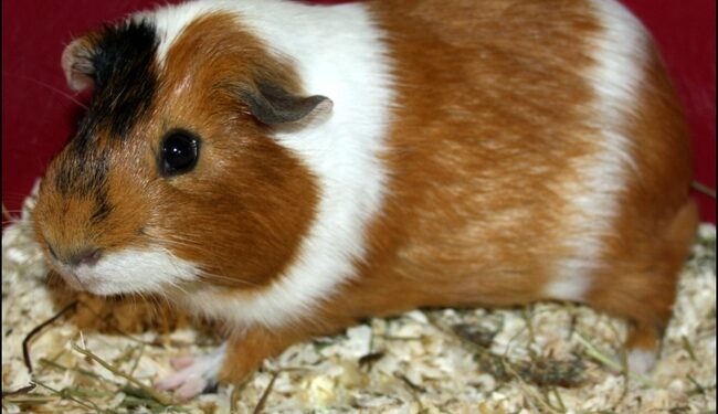 Comment a été créé le cochon d'Inde ?