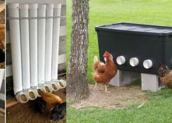 Comment accélérer la croissance d'un poussin ?