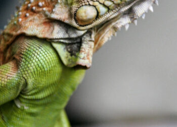 Comment acheter un iguane ?