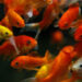 Comment acheter un poisson rouge ?