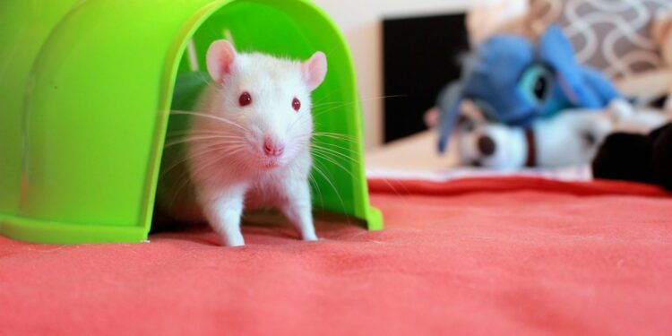 Comment acheter un rat ?