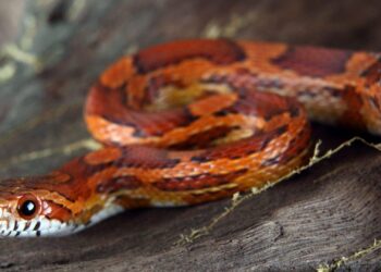 Comment acheter un serpent ?