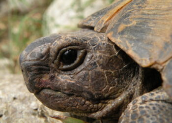 Comment acheter une tortue d'eau ?