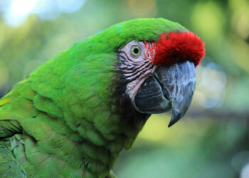 Comment aider la repousse des plumes ?