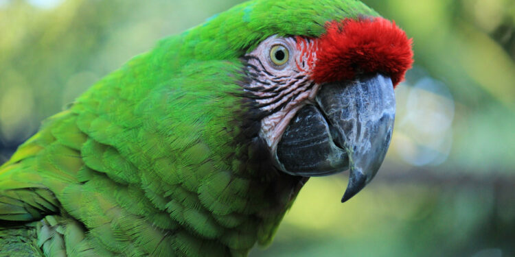 Comment aider la repousse des plumes ?