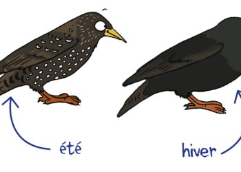 Comment aider la repousse des plumes ?