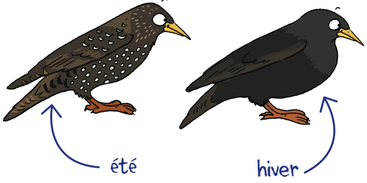 Comment aider la repousse des plumes ?