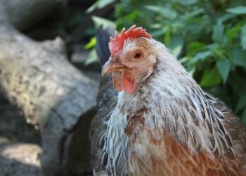 Comment aider la repousse des plumes ?