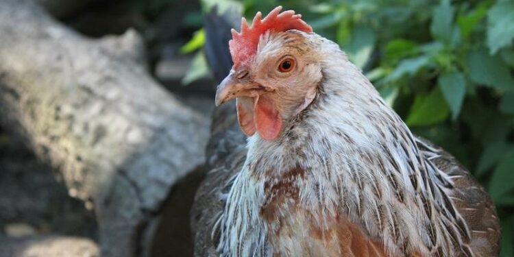 Comment aider la repousse des plumes ?