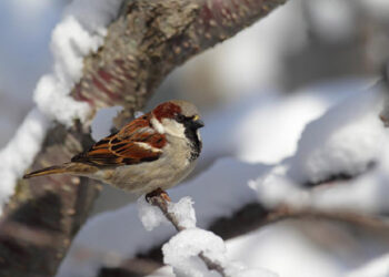 Comment aider les oiseaux à passer l'hiver ?