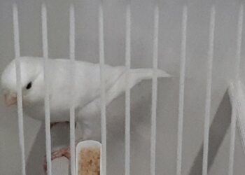 Comment aider un canari à faire son nid ?