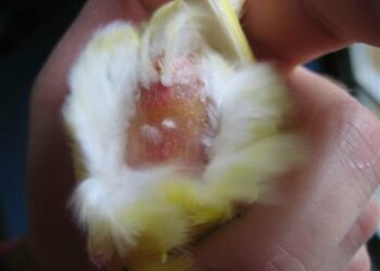 Comment aider un canari à faire son nid ?